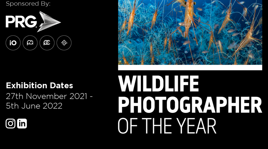 Wildlife Photographer of the Year